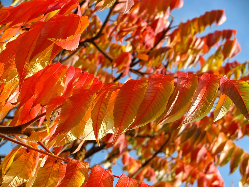 Vibrant Red and Yellow Autumn Leaves Against Blue Sky