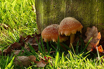 Two brown mushrooms growing at the base of a mossy wooden post in autumn grass