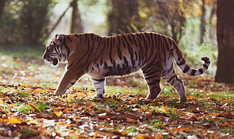 Amur Tiger Walking Through Autumn Leaves in Forest
