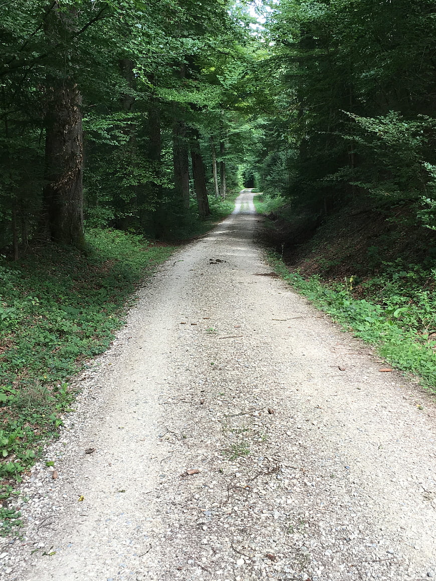 Gravel path winding through dense green forest trail