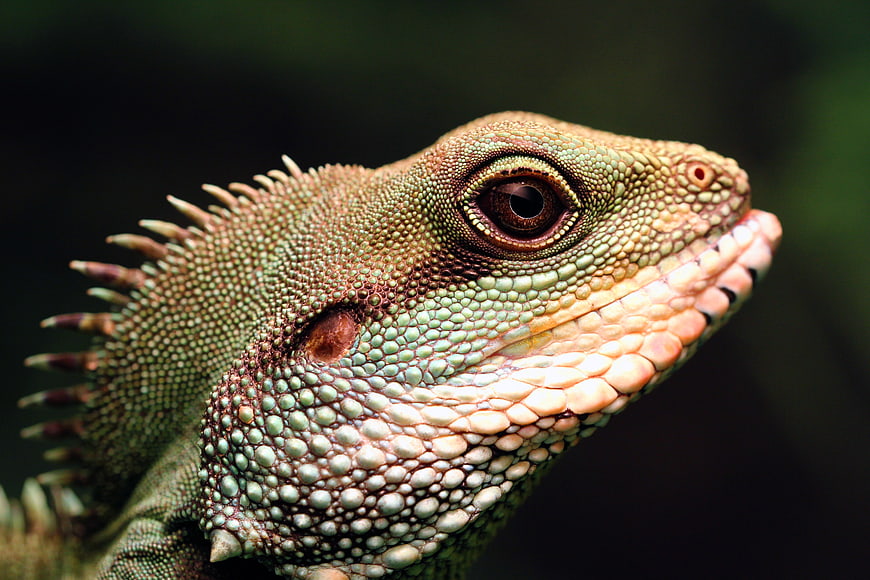 Close-up of a Chinese Water Dragon Head