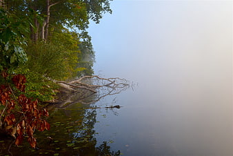 Misty Lake Landscape With Dead Tree Reflection And Green Foliage