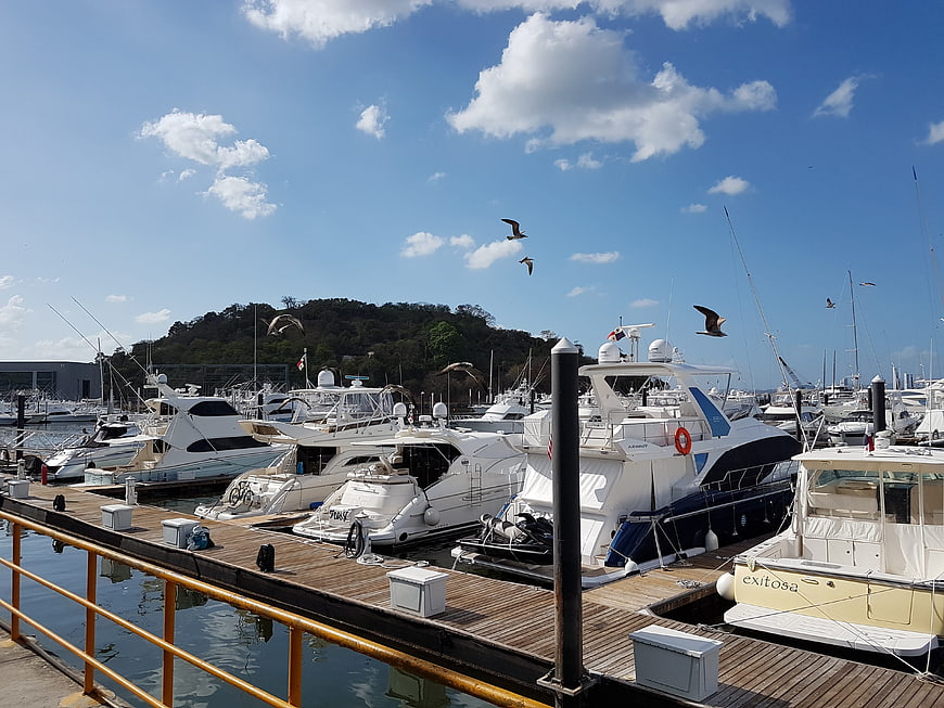 Luxury Yachts Docked at Sunny Marina with Seagulls