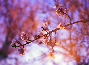 Cherry Blossoms on Branch with Soft Purple and Orange Background