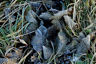 Frosty Leaves and Grass in Winter Morning