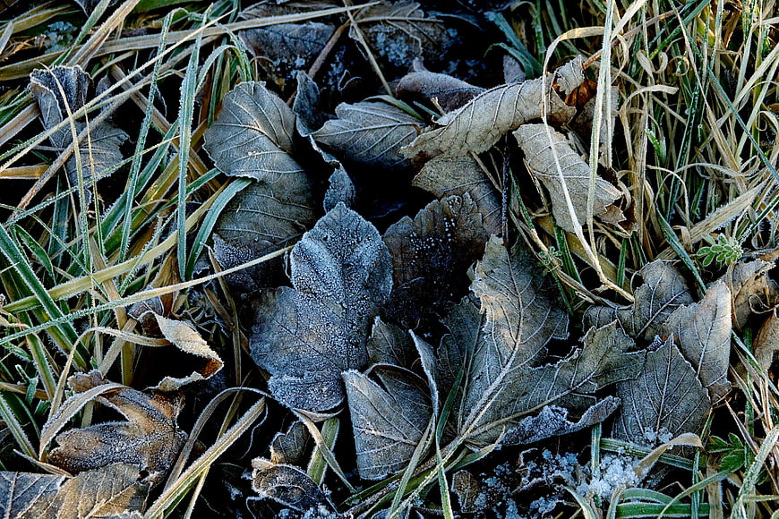 Frosty Leaves and Grass in Winter Morning