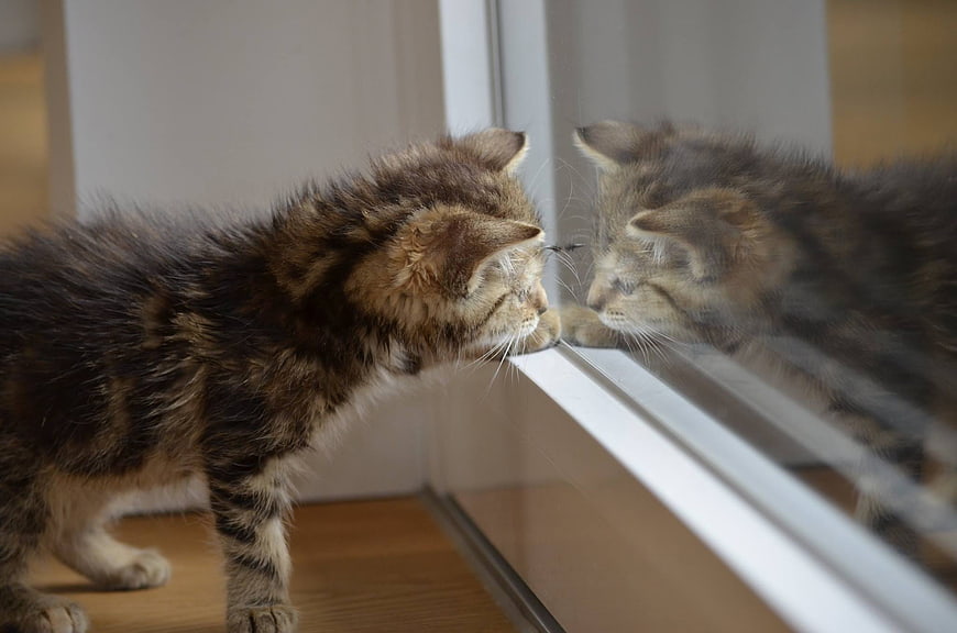 Curious Tabby Kitten Investigating Its Reflection in a Glass Door