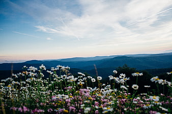 Wildflowers in Foreground with Blue Mountain Landscape at Dusk
