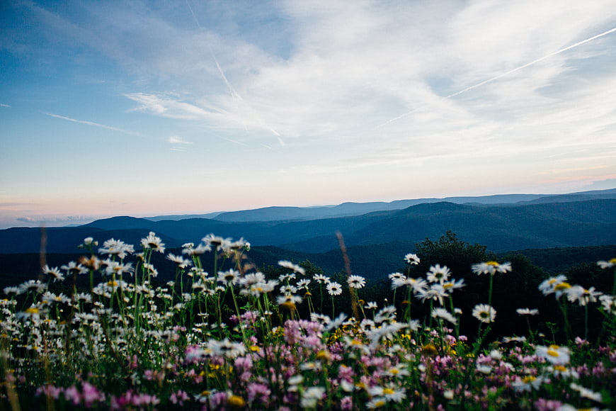 Wildflowers in Foreground with Blue Mountain Landscape at Dusk