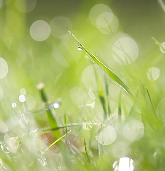Macro shot of a dew drop on a green grass blade with bokeh background