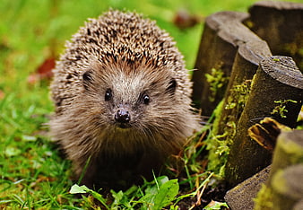 Cute Hedgehog Portrait in Garden Grass