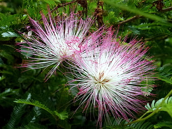 Pink and White Silk Tree Flowers in Green Foliage