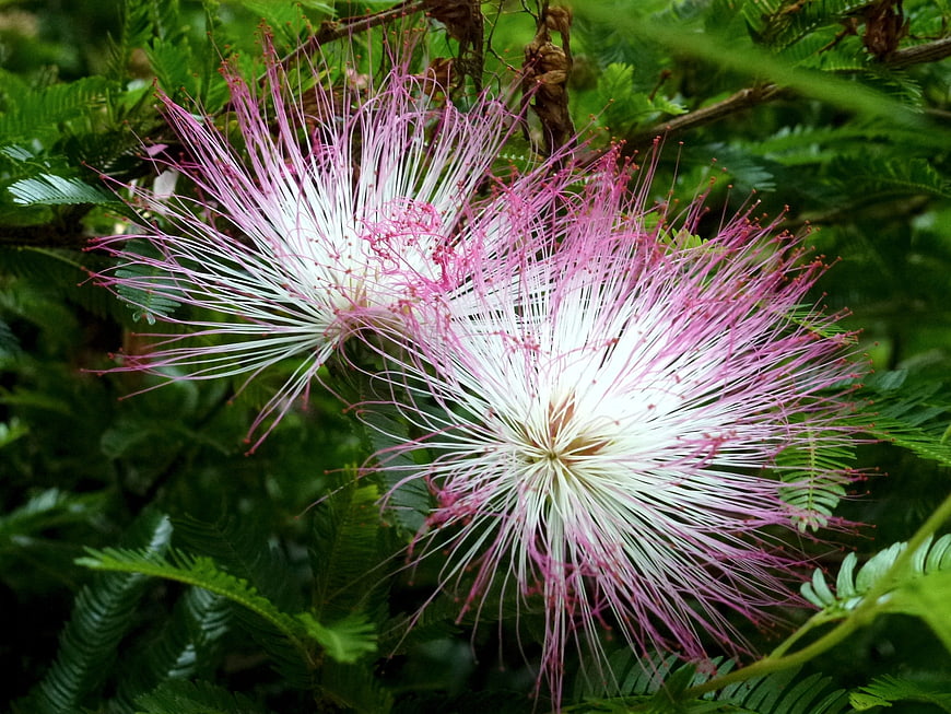 Pink and White Silk Tree Flowers in Green Foliage