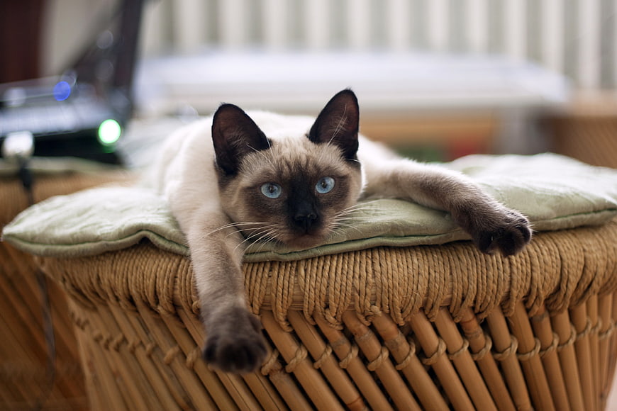Siamese Cat Lying On Woven Rattan Box With Cushion