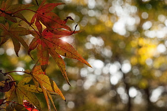 Sunlit Red Maple Leaves with Bokeh Background