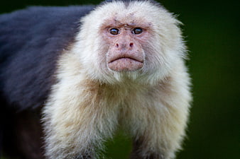 Close-up portrait of a white-faced capuchin monkey