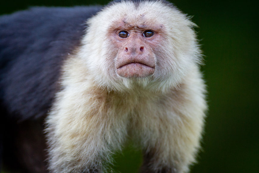 Close-up portrait of a white-faced capuchin monkey