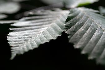 Close-up of textured green leaf with dramatic lighting