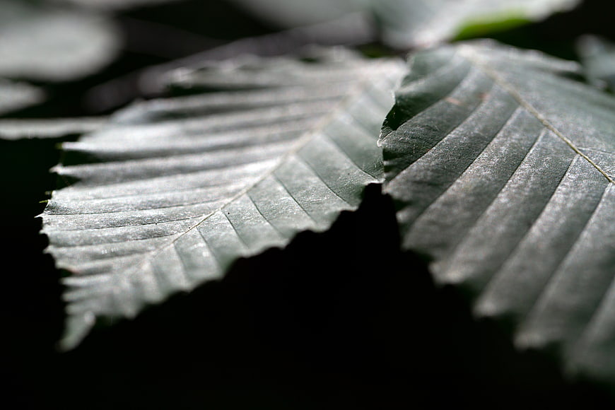 Close-up of textured green leaf with dramatic lighting