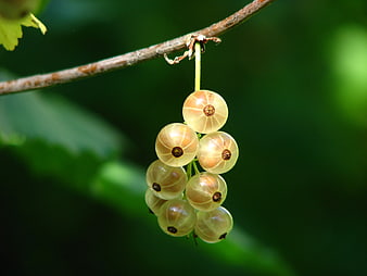 Cluster of Immature White Currants Hanging on a Branch