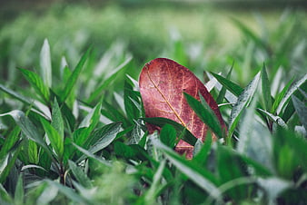 Red fallen leaf amidst green grass close-up