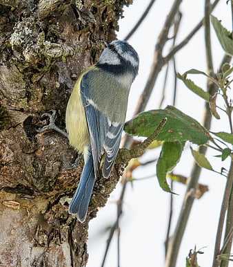 Blue Tit Perched on Tree Bark in Natural Habitat