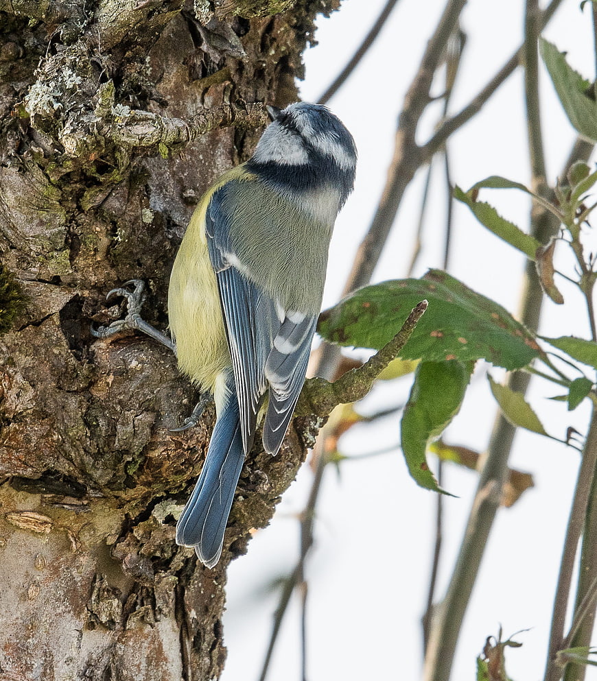 Blue Tit Perched on Tree Bark in Natural Habitat