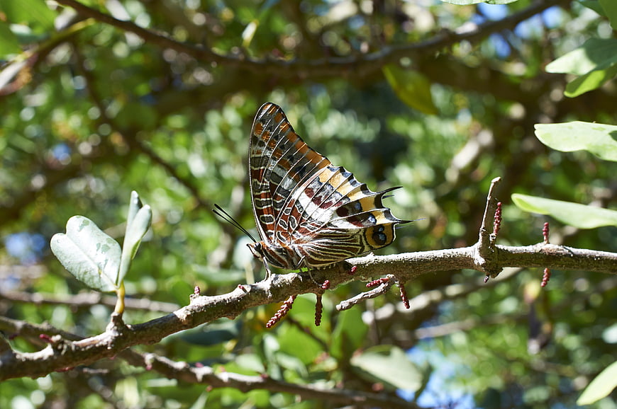 Close-up of a butterfly on a tree branch in nature