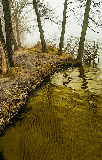 Misty Riverbank with Bare Trees and Clear Water