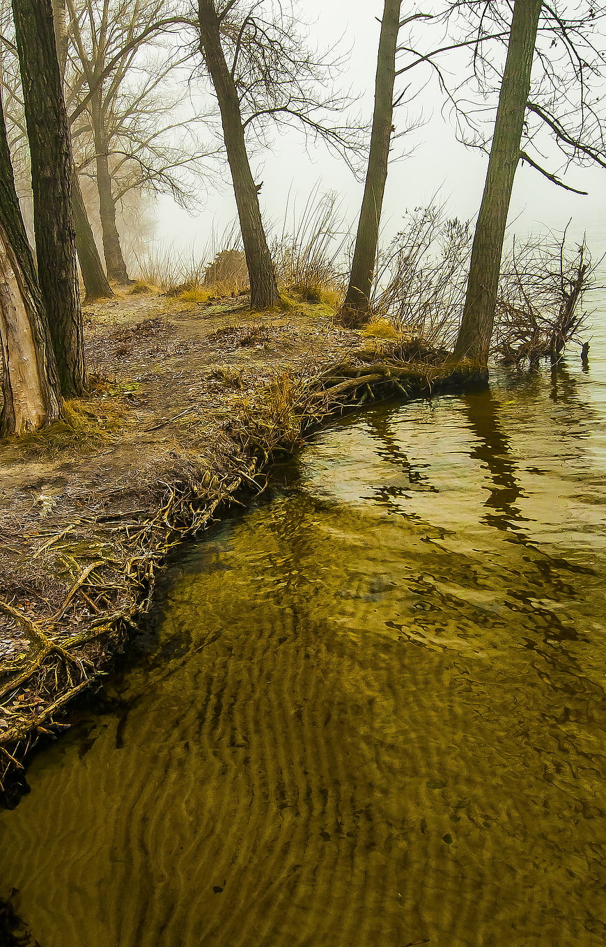Misty Riverbank with Bare Trees and Clear Water