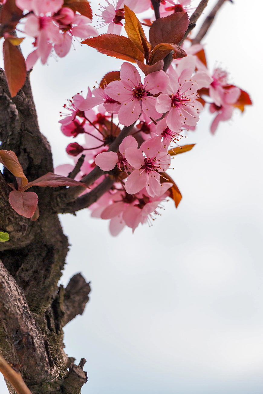 Pink Cherry Blossoms on Branch with Copyspace