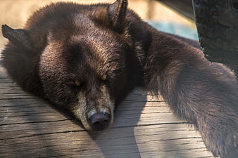 Sleeping Brown Bear on Wooden Deck