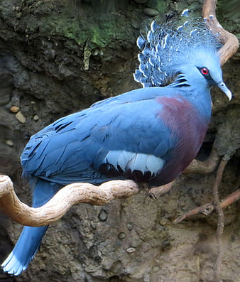 Violet Gorilla Dove perched on branch with blue plumage