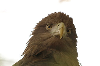 Close-up portrait of a majestic eagle head