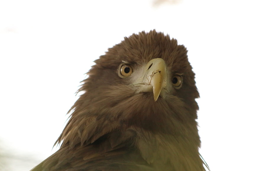 Close-up portrait of a majestic eagle head