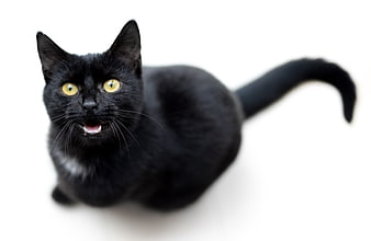 Black cat with yellow eyes meowing on white background