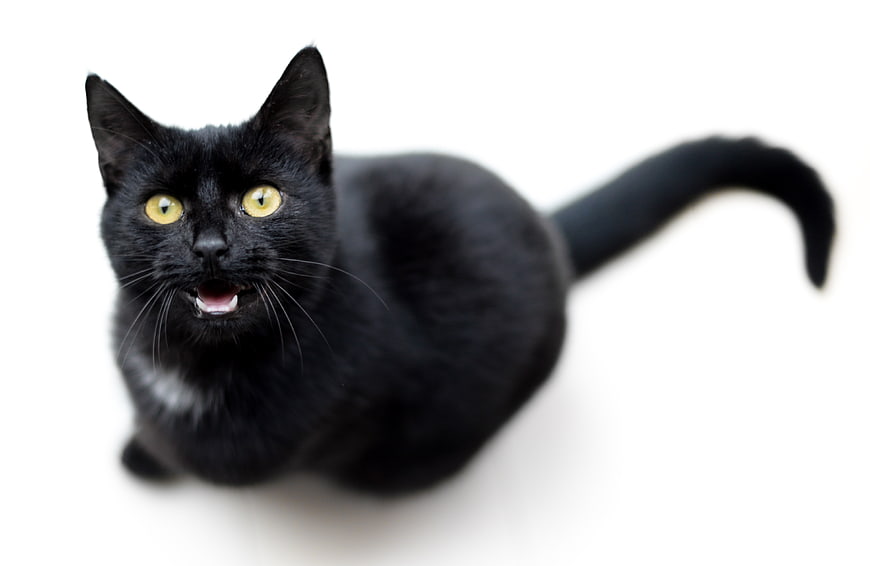 Black cat with yellow eyes meowing on white background