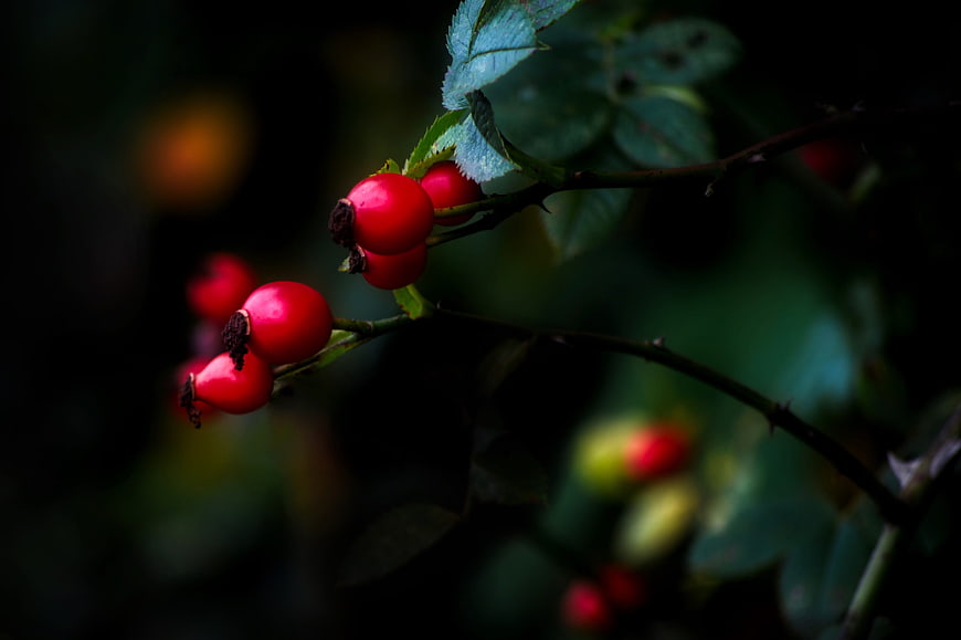 Close-up of vibrant red rose hips on a thorny branch