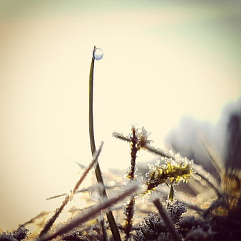Frosty grass blade with water droplet in morning light