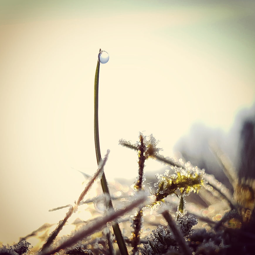 Frosty grass blade with water droplet in morning light