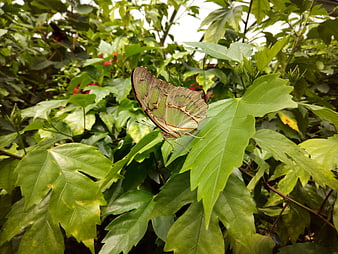 Green Marbled White Butterfly on Tropical Hibiscus Leaves