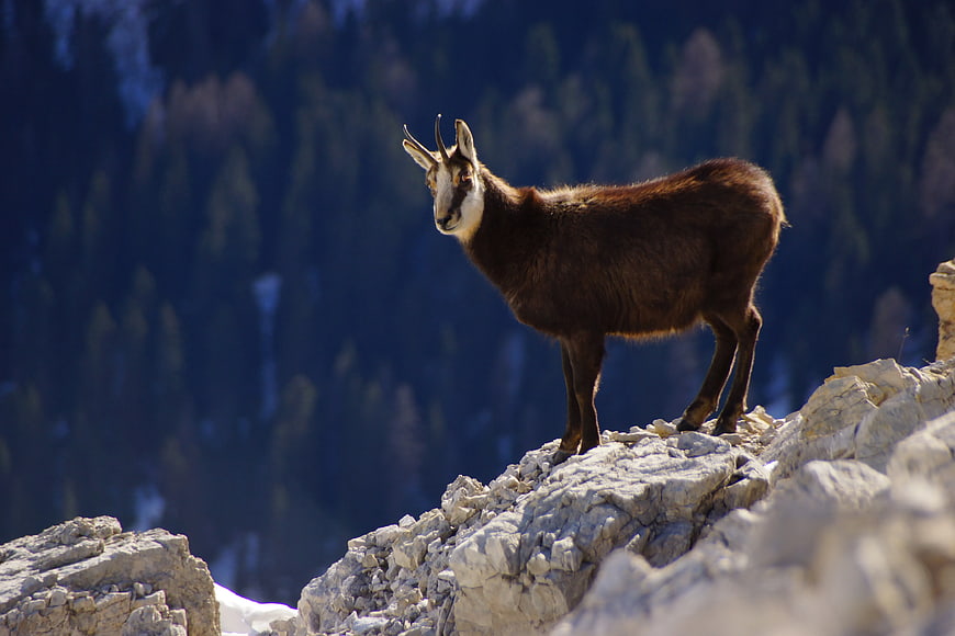Wild Chamois Standing on Rocky Mountain Cliff