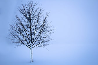 Lone bare tree in snowy winter landscape with blue sky