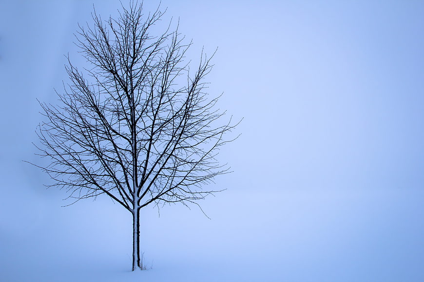 Lone bare tree in snowy winter landscape with blue sky