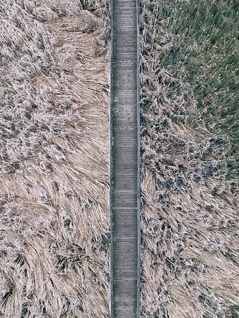 Aerial view of wooden boardwalk through dry marsh grass