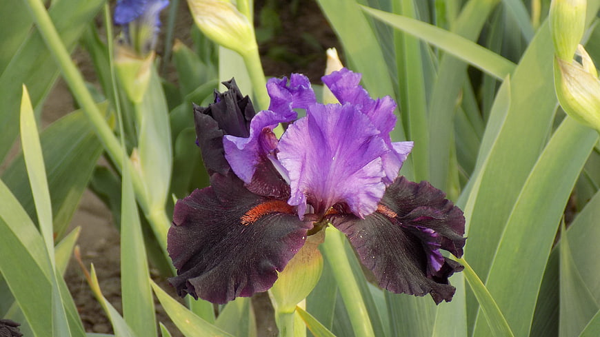 Vibrant Purple and Black Iris Flower in Garden