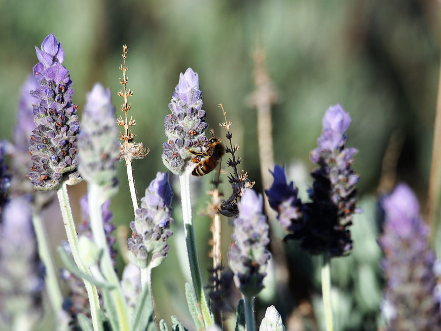 Honeybee Pollinating Purple Lavender Flowers in Sunlight