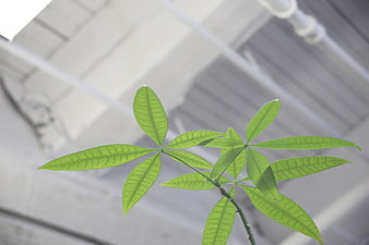 Low angle view of green plant leaves against blurred ceiling