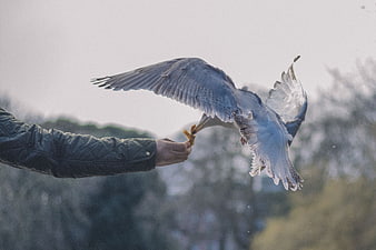 Heron Taking Food from Hand in Flight