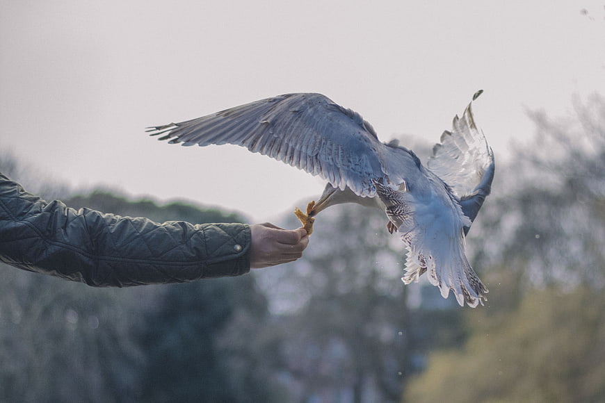Heron Taking Food from Hand in Flight